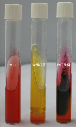 VRBA內(nèi)的紅色小菌落，有可能是沙門氏菌？